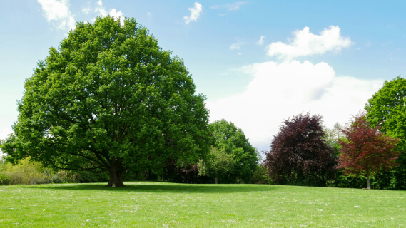 Forest of Marston Vale