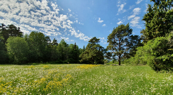 Restoring Nature: Our Latest Progress on Biodiversity
