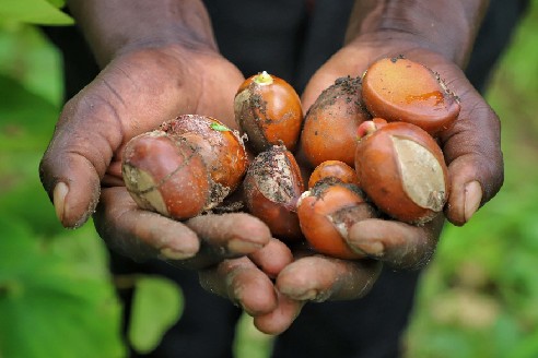 Photograph of a hands holding shea tree nuts