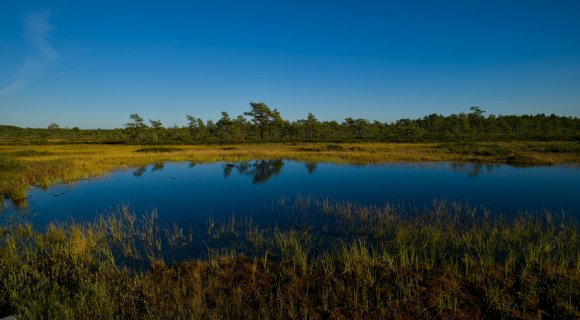 The Nature Recovery Project and National Trust Celebrate Landmark Milestone at Wicken Fen as Partnership Restores UK Peatlands