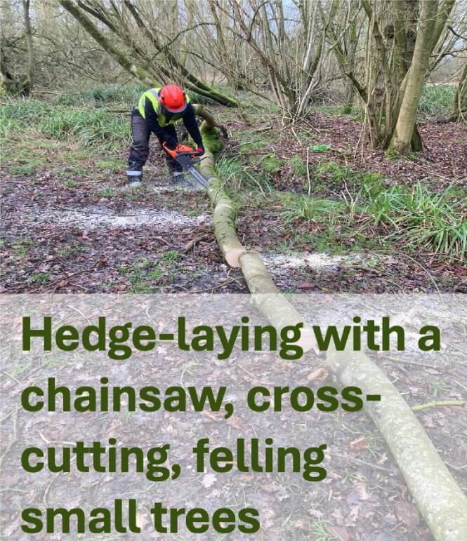 Hedge-laying with a chainsaw, cross-cutting, felling small trees